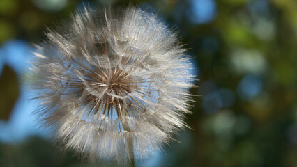 Dandelion flower. Taraxacum Erythrospermum. Abstract nature background. Dandelion in green background. Silhouette head of Dandelion flower. Seed macro closeup. 