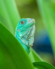 green iguana on a branch