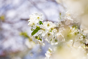 Spring background art with white cherry blossom on blue sky background