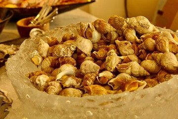 Conch shells on the ice