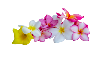 Group of Plumeria Frangipani isolated on white background