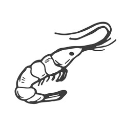 Shrimp doodle symbol. Shrimp logo design. Sea food logo. - obrazy, fototapety, plakaty