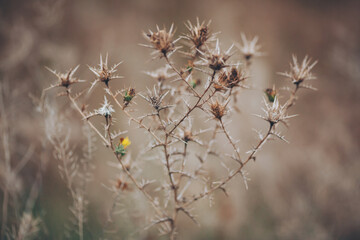 soft focus of dry flower over blurred garden background. Wild thorns in the desert. landscape dry plants on blurred background