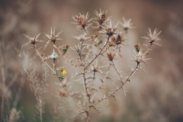 soft focus of dry flower over blurred garden background. Wild thorns in the desert. landscape dry...