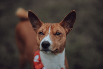 Basenji dogs in their natural environment.