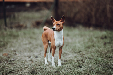 Basenji dogs in their natural environment.