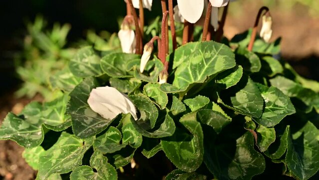 White cyclamen. White blooming cyclamen in sunny December.

