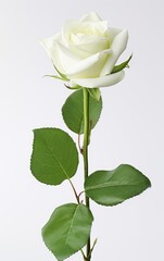 White rose isolated on white background, and used for weddings, Illustration for Valentine's Day.