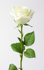 Fototapeta premium White rose isolated on white background, and used for weddings, Illustration for Valentine's Day.