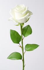 White rose isolated on white background, and used for weddings, Illustration for Valentine's Day.