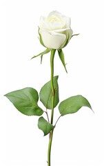 Obraz premium White rose isolated on white background, White roses are pure and elegant love and eternal love.