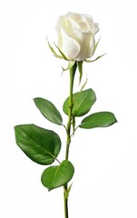 Single white rose isolated on white background, White roses are pure and elegant love and eternal love.