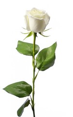 Single white rose isolated on white background, White roses are pure and elegant love and eternal love.
