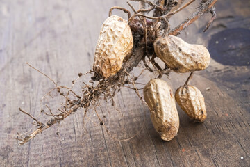 Close up photo of Harvested crop, whole dried peanuts plant lying on a wooden table. Agriculture,...