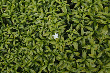 Overhead view of a white five petaled flower blooming on a mini crape jasmine plant, with yellowish leaves