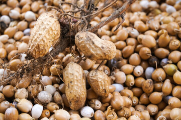 Close up photo of whole dried uprooted peanuts laid on brown adlay millets grains heap. Harvested...