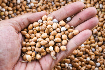 Someone hand holding Job's tears - Coix lacryma-jobi, also known as adlay or adlay millet or chinese pearl barley. Dried Jali grains on hand palm with blurred bokeh backgrounds.