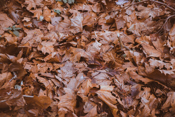 autumn leaves background