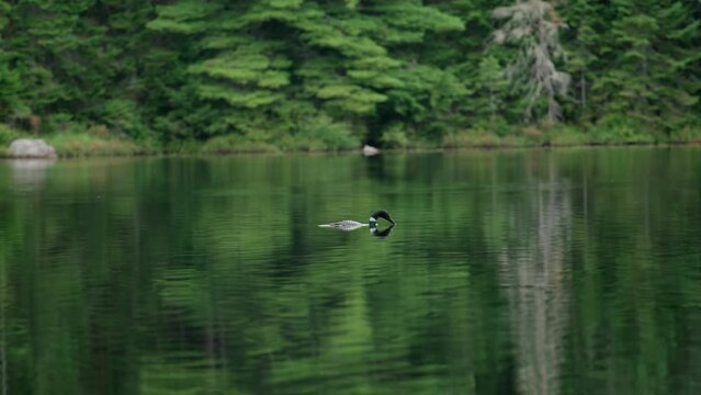 Common Loon Diving to Catch Fish in a Lake in Ontario, 4K