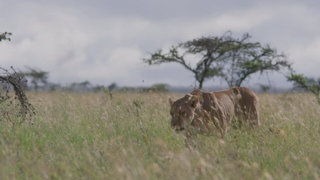 Long lens pan of a collared female lion (panthera leo) walking across the savannah during the morning in Africa.