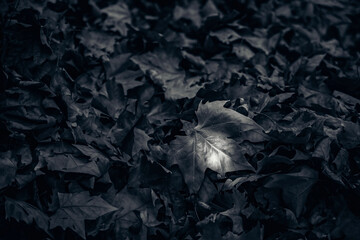 dead leaves at the ground in Beniarres