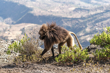 Gelada, Gelada Baboon or Ethiopian Lion Theropithecus gelada in the Simien Mountains National Park in Ethiopia