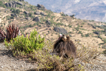 A Gelada Monkey opening its mouth wide to bear its teeth, Simien Mountains National Park, Ethiopia