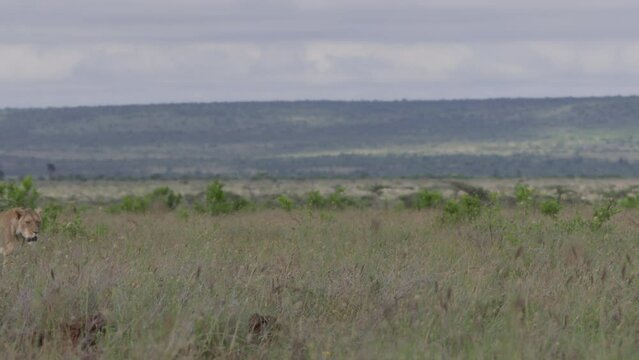 Wide pan shot of a collared female lion (panthera leo) walking across the savannah on a calm morning in Africa.