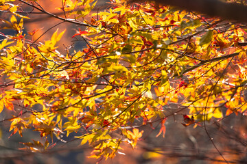 紅葉,日本,愛媛,秋