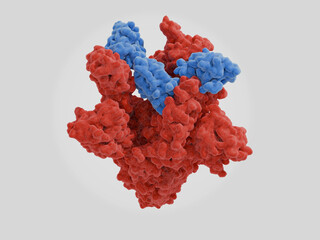 Nanobodies blocking the SARS-CoV-2 spike protein