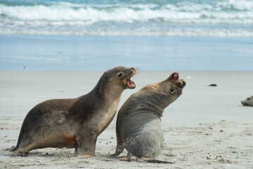 Fototapeta premium sea lion on the beach