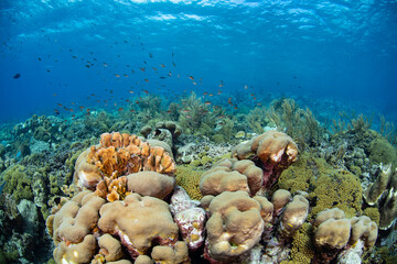 Tropical coral reef.