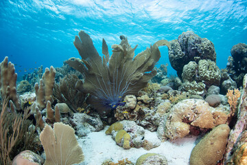Tropical coral reef seascape.
