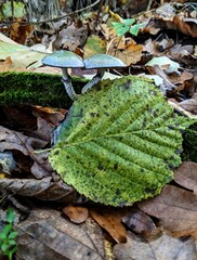 green mushrooms and green autumn leaf