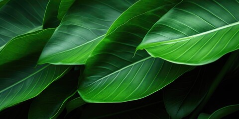 Abstract green leaf texture. Green leaves nature background, tropical leaf