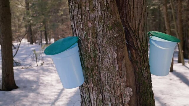 Maple Tree Tapping, Maple Syrup Collection in a Snowy Maple Forest, Mid Shot, 4K