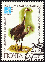 Postage stamp Russia 1982 hooded crane, grus monacha, is a crane native to East Asia
