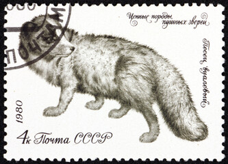 Postage stamp Russia 1980 polar fox, vulpes lagopus, is a small fox native to the Arctic regions of the Northern Hemisphere