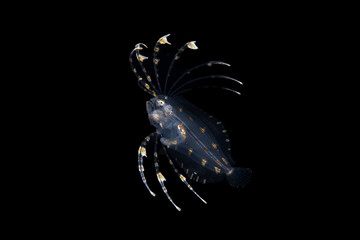 Larval stage spotfin flounder.