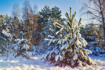 Winter Forest in the Morning - Snow - Cold - Background - Wood -Nature - Landscape - Sunset