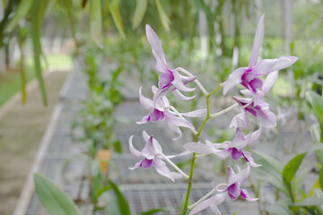 Outdoor area for cultivation and conservation of orchid plants