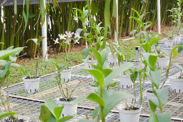 Orchid cultivation sanctuary