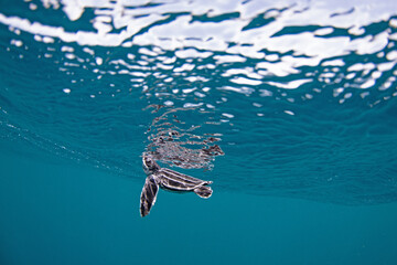 Leatherback sea turtle hatchling swimming in the open ocean.
