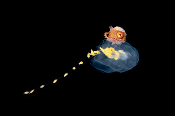 Young female paper nautilus argonaut riding a siphonophore in the open ocean.