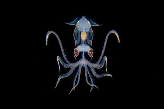 Deep Sea Ocean Squid