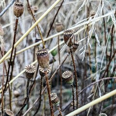 brown poppy heads in the field