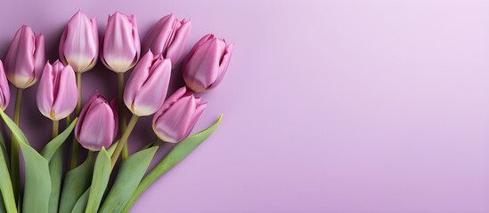 Purple tulips on an isolated pastel background with copy space,
