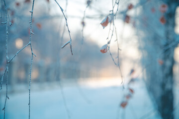 Birch in winter, snow-covered, frozen. Natural Winter Background