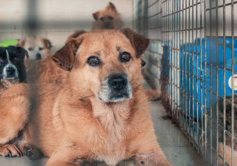 Portrait of lonely sad abandoned stray dog behind the fence at animal shelter. Best human's friend...