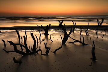 Scenery view of the silhouette group of dead mangrove with beautiful sunrise nearby Sao Iang Beach...